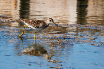 Sandpiper, Wood sandpiper (Tringa glareola) Water Bird