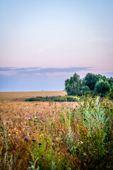 Field of wheat at summer sunrise. Blue hour. Golden sun . Woods in the middle of wheat 