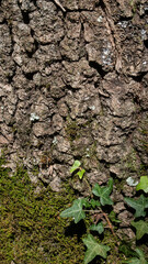 Detail of ivy leaves on the cracked trunk of a large tree.