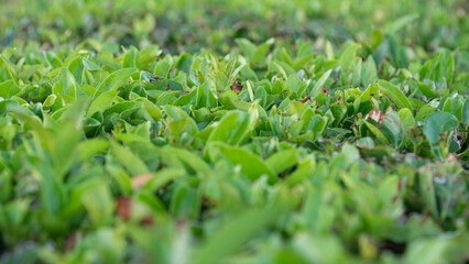 Detail of green leaves of a hedge freshly trimmed by the pruning shear.