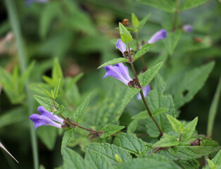 Scutellaria galericulata grows in the wild