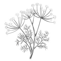 Dill or fennel spice flower and leaves, foeniculum vulgare medical herbal plant stem with seed botanical hand drawn sketch. Floral branch garden herb. Culinary seasoning, healthy food. Outline vector  - obrazy, fototapety, plakaty