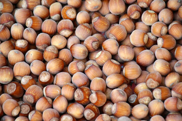 Harvest of ripe hazel fruits