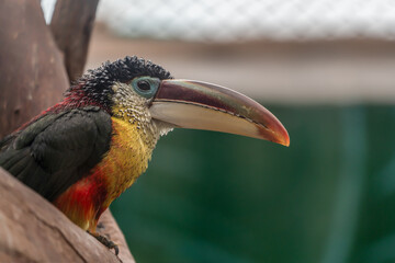 Curl-crested aracari