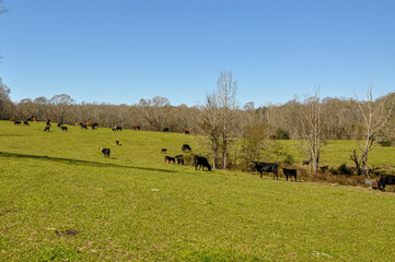 Cows or cattle grazing in an autumn pasture.