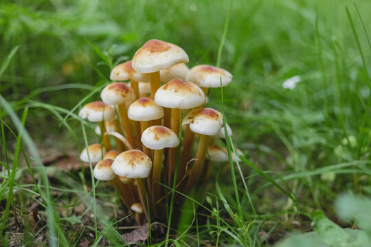 A group of mushrooms on the lawn close-up. Selective focus. Quiet hunting. Mushroom picking season.