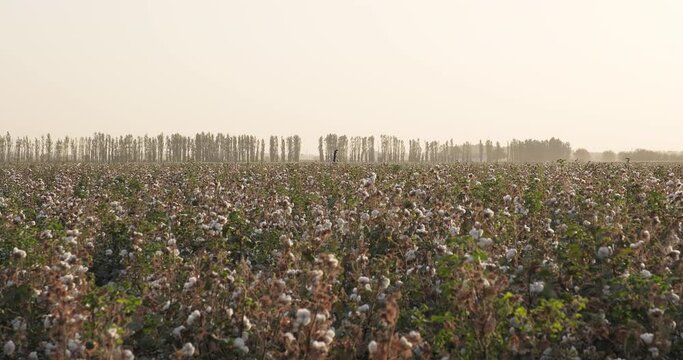 Cotton field at sunset. High quality cotton ready for harvesting. Slow motion