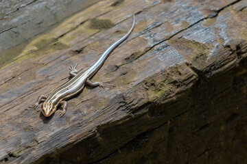 Portrait of a Broad Headed Skink in the wild.
