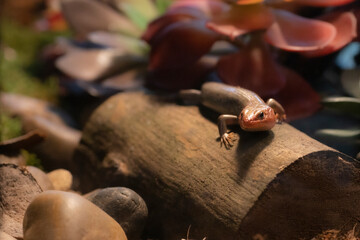 Portrait of a Broad Headed Skink in the wild.