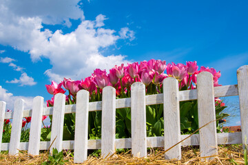 Blooming tulip flowers in the Tulip Garden of Morahalom
