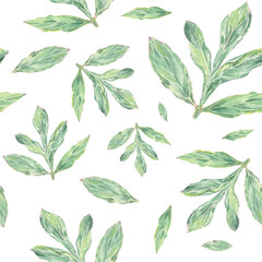 Watercolor seamless pattern peony leaves hand-drawn in botanical style for textile, wedding packaging, holiday and nature design invitation. Daisy greenery for decorating cards, wallpaper, fabric