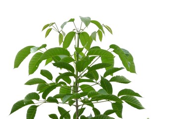 Tropical tree leaves with branches on white isolated background for green foliage backdrop and copy space 
