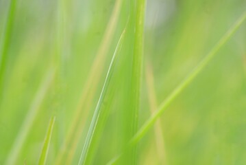 Blurred a grass leaf in a field with green nature background 