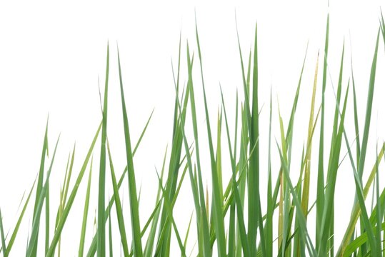 In selective focus rice leaves plant on white isolated background for green foliage backdrop 