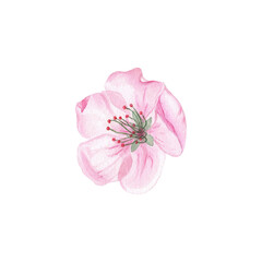 Obraz na płótnie Canvas Cherry flowers, a cherry blossom isolated fruit bloom. Element watercolor botanical illustrations for labels, menus, logo