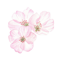 Cherry flowers, a cherry blossom isolated in white background, fruit bloom. Bouquet watercolor...