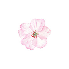 Naklejka na ściany i meble Cherry flowers, a cherry blossom isolated in white background, fruit bloom. Bouquet watercolor botanical illustrations for labels, menus, logo, invitations or packaging design