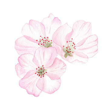 Cherry flowers, a cherry blossom isolated in white background, fruit bloom. Bouquet watercolor botanical illustrations for labels, menus, logo, invitations or packaging design. Spring 2024