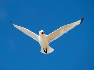 Black-legged kittiwake in flight against a clear blue sky
