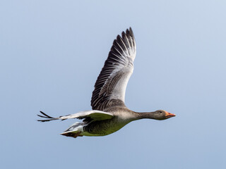 Greylag goose in flight with wings spread
