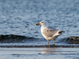 Seagull at the water's edge