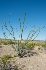 tall thin cactus growing in the desert