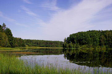 lake in the forest