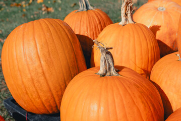 Background of bright orange pumpkins at the autumn farmer's market. Sale of vegetables in the form of a pumpkin for Halloween. Pumpkin for food or holiday decoration