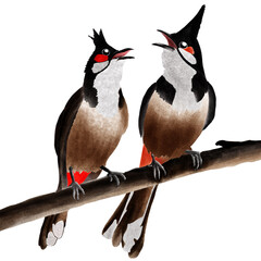 The most beautiful birds in world © Modtanoi100take