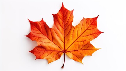 single maple leaf with white background, fall colors