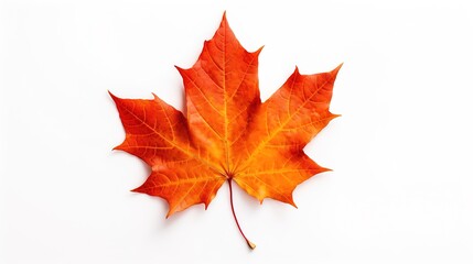 single maple leaf with white background, fall colors