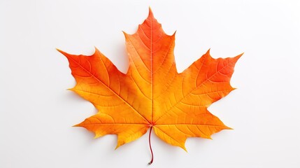 Naklejka na ściany i meble single maple leaf with white background, fall colors