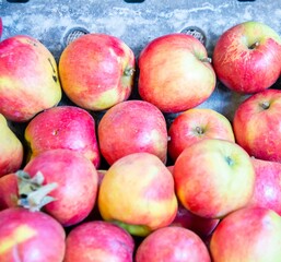 Apples at the market display stall
