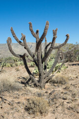 narrow cactus in the desert