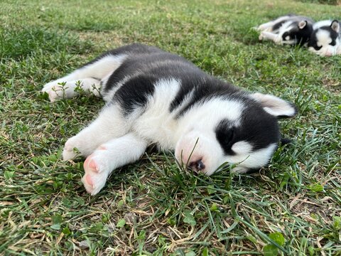 Cute black and white husky puppy with blue eyes isolated on a blurred background 