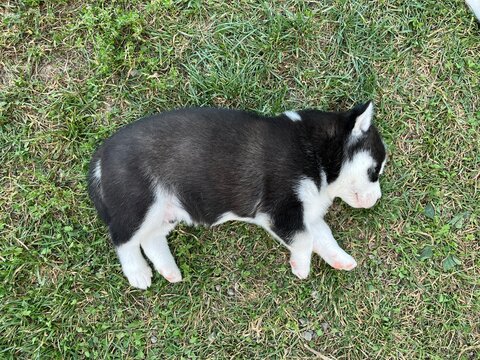 Cute black and white husky puppy with blue eyes isolated on a blurred background 