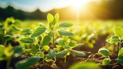 Agricultural soy plantation on sunny day. Generative AI