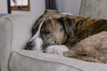 German brown boxer dog is laying on a couch. Big-sized service dog breed. A sleepy tired lazy sad domestic animal indoors is waiting for the owner. A cute lovely canine pet indoors is looking sad.
