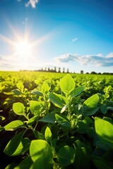 Agricultural soy plantation on sunny day. Generative AI
