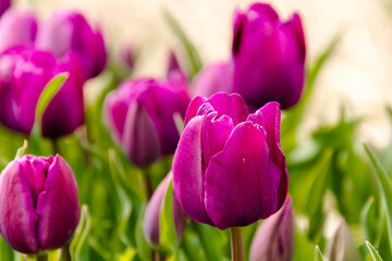 Blooming tulip flowers in the Tulip Garden of Morahalom