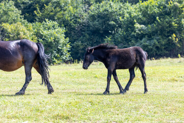 Fototapeta premium young wild horse walking behind its mother