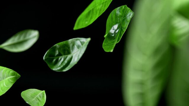 Green Leaves Falling on Black Background. Super Slow Motion, Wide Angle View, Filmed on High Speed Cinematic Camera at 1000 FPS