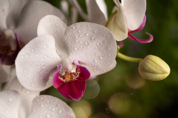 white orchid flower