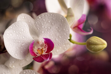 white and pink orchid flower