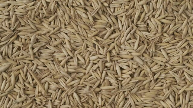 Closeup shot of background with many dried wheat grains, few ears of wheat falling down from above on the seeds. HDR BT2020 HLG Material.