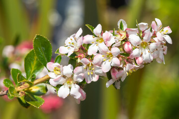 Close up of Escallonia Langleyensis flowers in bloom