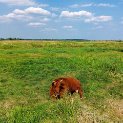 cow in the field