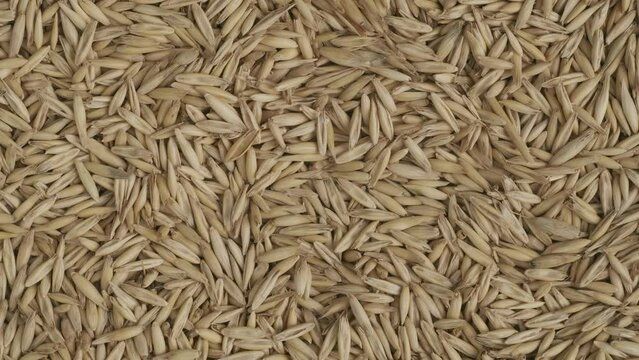 Closeup shot of wheat grains background, person puts paper sign with E 121 written on it. HDR BT2020 HLG Material.