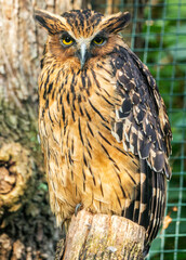 Buffy Fish Owl (Ketupa ketupu) in Thailand