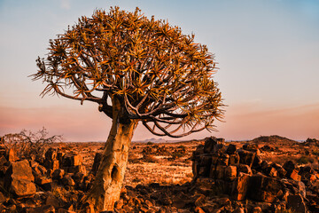 Quiver tree (Aloe Dichotoma) forest at sunset, Keetmanshoop, Namibia. A recognized Namibia landmark. - obrazy, fototapety, plakaty